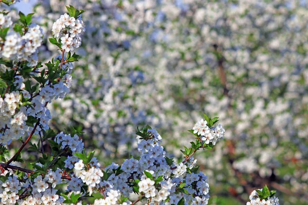 Vertakking Van Beslissingsstructuur Van Boomgaard Met Bloemen Lente Seizoen — Stockfoto