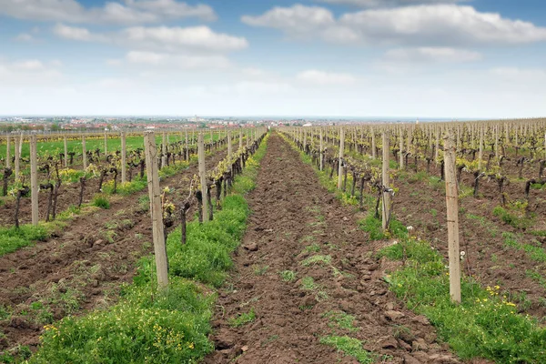 Vineyard landscape spring season agriculture