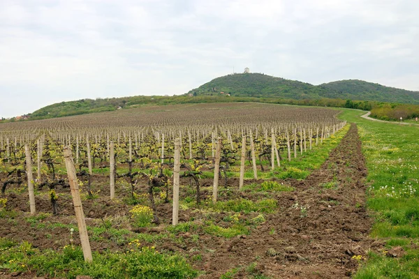 Vineyard under hill landscape spring season — Stock Photo, Image