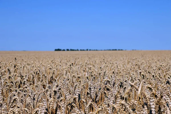 Buğday alan yatay yaz sezonu — Stok fotoğraf