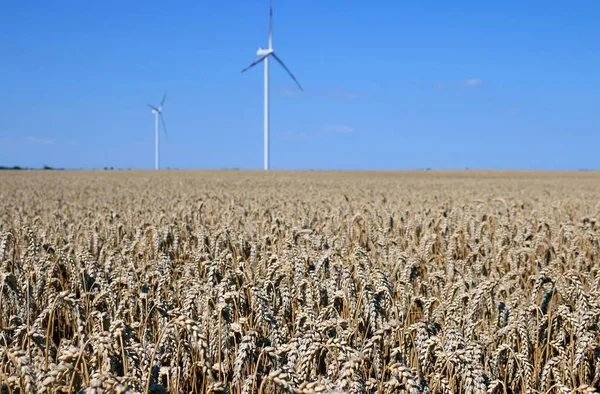 Turbinas eólicas no campo de trigo estação de verão de energia renovável — Fotografia de Stock