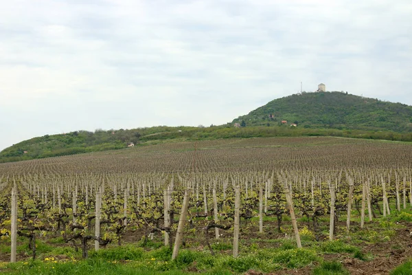 Vineyard under hill landscape — Stock Photo, Image