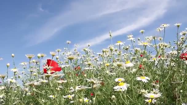 Manzanilla flores naturaleza fondo — Vídeos de Stock