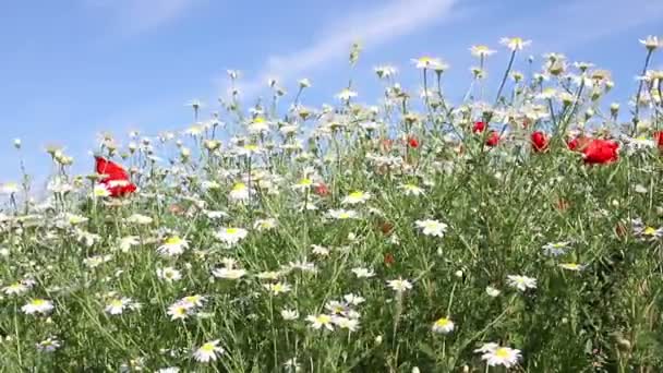 Camomila flores primavera estação — Vídeo de Stock