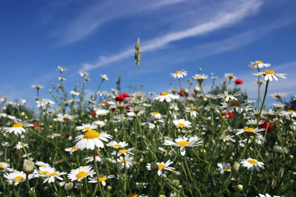 Chamomile flower field spring season — Stock Photo, Image