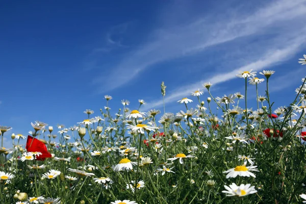 Kamillenblütenwiese Frühlingszeit — Stockfoto