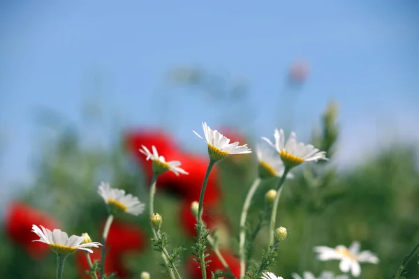 洋甘菊花春季节自然 — 图库照片