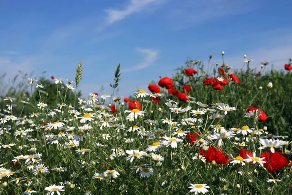 Chamomile and poppies flower meadow spring season — Stock Photo, Image