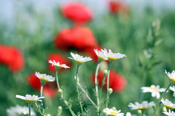 洋甘菊花关闭了春暖花开的季节 — 图库照片