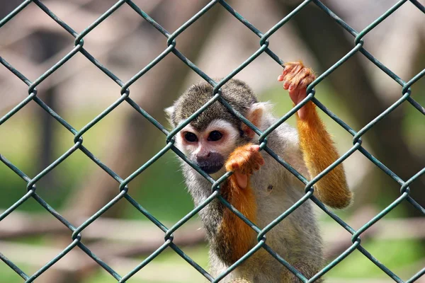 sad little monkey in captivity