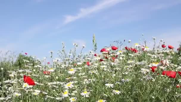 Chamomile and poppies flower spring season — Stock Video
