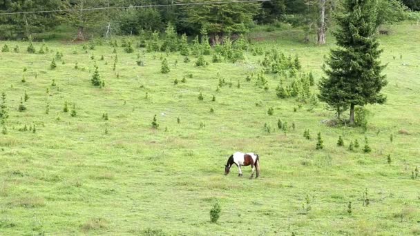 Pferd auf der Weide — Stockvideo