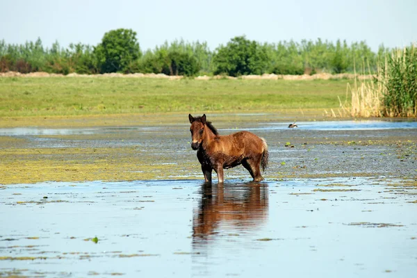 Hříbě stojící ve vodě letní sezóny — Stock fotografie