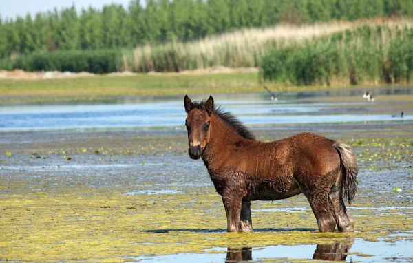 Brown foal standing in water — Stock Photo, Image