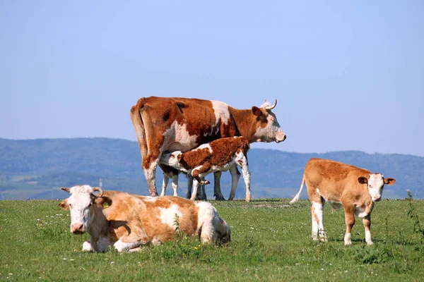 Calf suckling milk on field — Stock Photo, Image