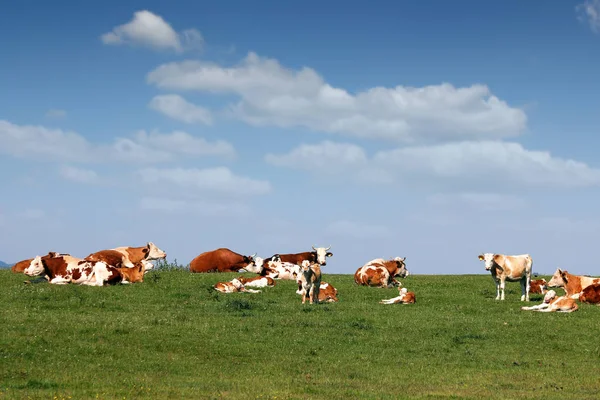 Αγελάδων και μόσχων σε πεδίο — Φωτογραφία Αρχείου