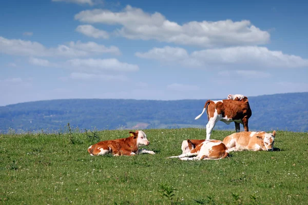 Four calves on field — Stock Photo, Image