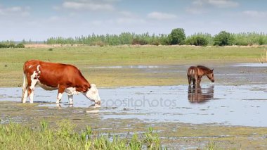 çiftlik hayvanları Nehri üzerinde