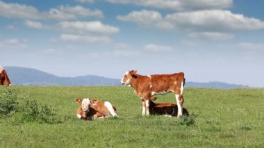 alan üzerinde üç buzağı