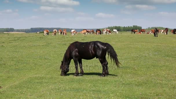 Cheval noir sur pâturage 