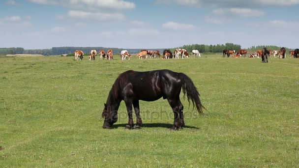 Cheval noir sur pâturage — Video