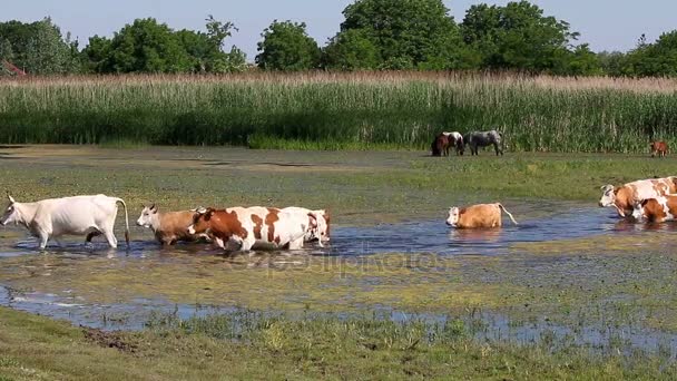 Αγελάδες διασχίζουν το ποτάμι — Αρχείο Βίντεο
