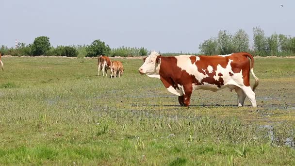 Vacas en el campo — Vídeos de Stock