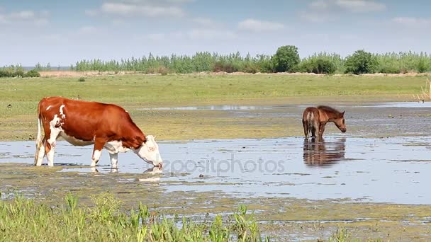 Animales de granja en el río — Vídeo de stock