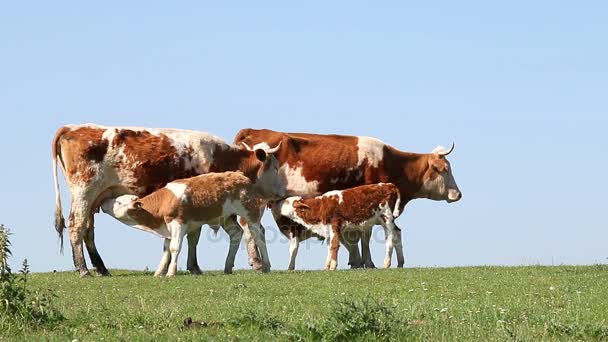 两只小牛犊在字段上吮吸乳汁 — 图库视频影像