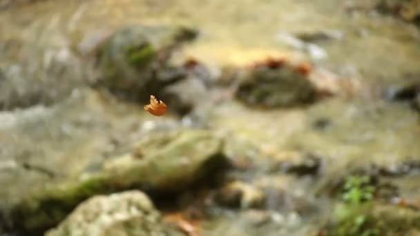 Liść, dołączony do spider web pływaków powyżej strumienia — Wideo stockowe