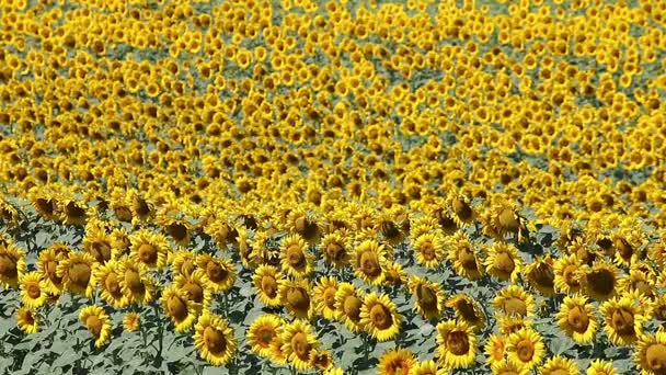 Girasoles campo caliente día de verano — Vídeos de Stock