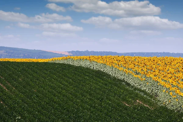 Sommersaison mit Sonnenblumen und Sojabohnen — Stockfoto