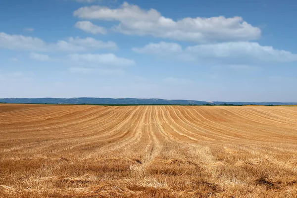 Campo dopo aver falciato la stagione estiva dei cereali — Foto Stock