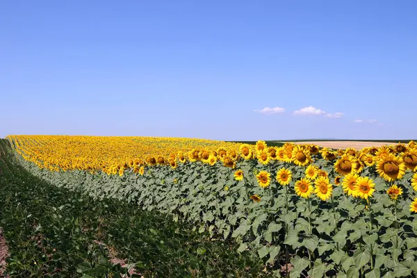 Zonnebloemen en soja veld zomerseizoen — Stockfoto