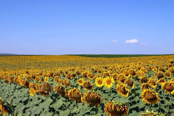 Zonnebloem veld landschap zomerseizoen — Stockfoto