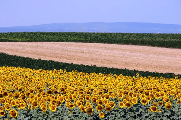 Sonnenblumen und Sojabohnen bunte Felder Landschaft Sommersaison — Stockfoto