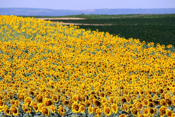 Zonnebloem veld landschap zomer seizoen landbouw — Stockfoto