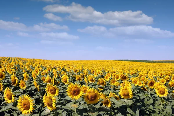 Соняшникове поле сільське господарство літній сезон — стокове фото