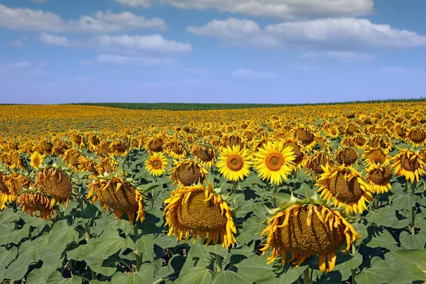Zonnebloem veld land landschap zomerseizoen — Stockfoto