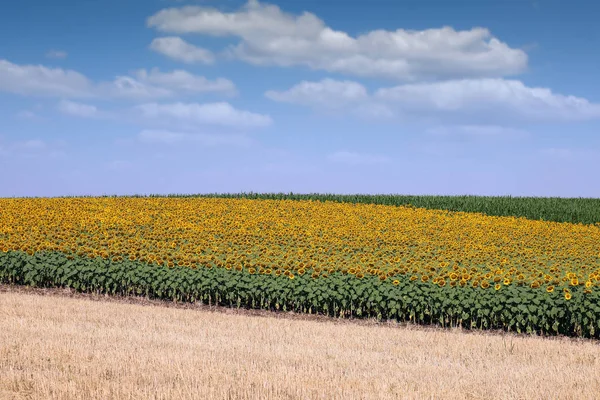 Campo de girasol paisaje temporada de verano —  Fotos de Stock