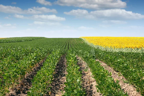 Soybean and sunflower field summer season — Stock Photo, Image