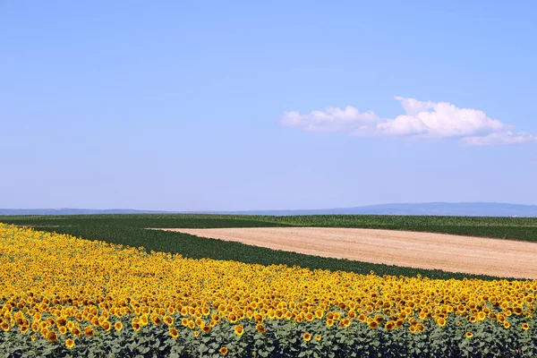 Sonnenblumen Sojabohnen und Maisfelder Landschaft — Stockfoto