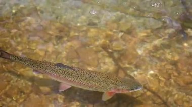 Alabalık nehirde yüzüyor