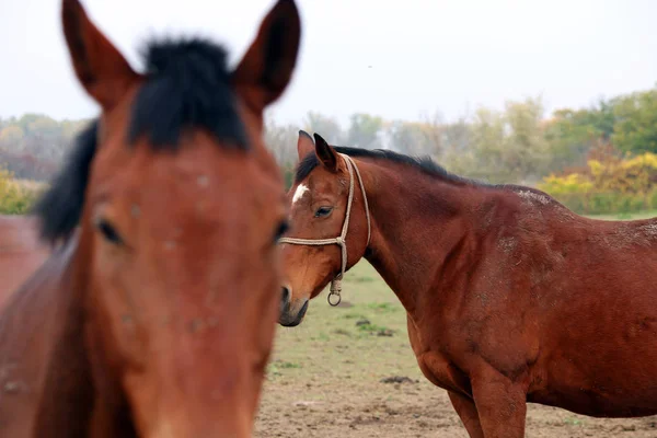 2 つの馬の肖像画をクローズ アップ — ストック写真