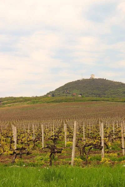 Vineyard under hill landscape agriculture — Stock Photo, Image