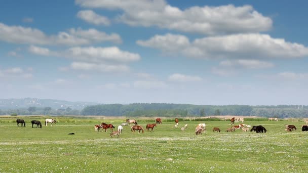 Cavalos vacas e burros na paisagem de pasto — Vídeo de Stock