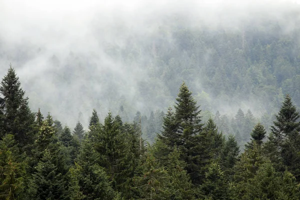 mountain forest in the fog autumn season