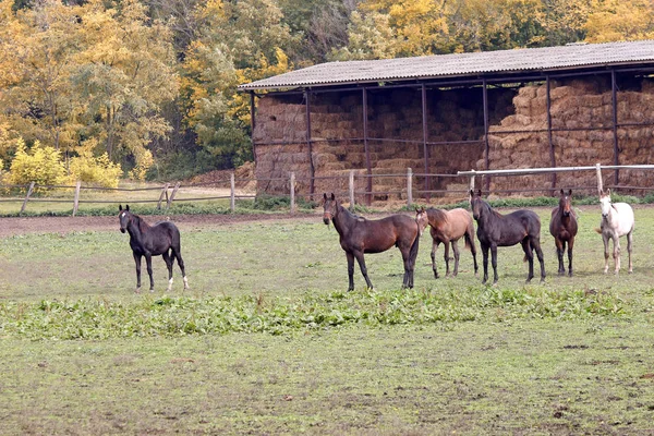 Коні на фермі осінній сезон — стокове фото