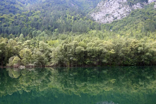 Πράσινο δάσος αντανακλάται στον ποταμό — Φωτογραφία Αρχείου