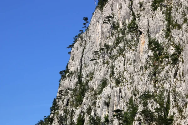 Stromy na skále Tara hora Srbska krajina — Stock fotografie